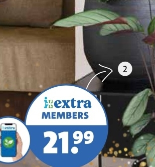 Aanbieding: Calathea