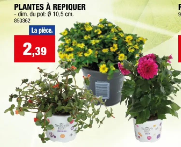 Offre: Plantes à repiquer