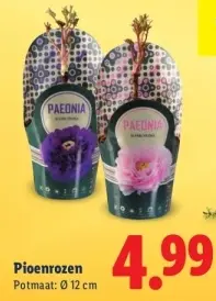 Aanbieding: Pioenrozen