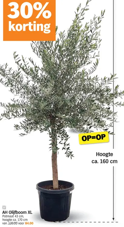 Promotie: Olijfboom XL