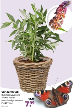 Aanbieding: Vlinderstruik Buddleja weyeriana ' Flower Power '