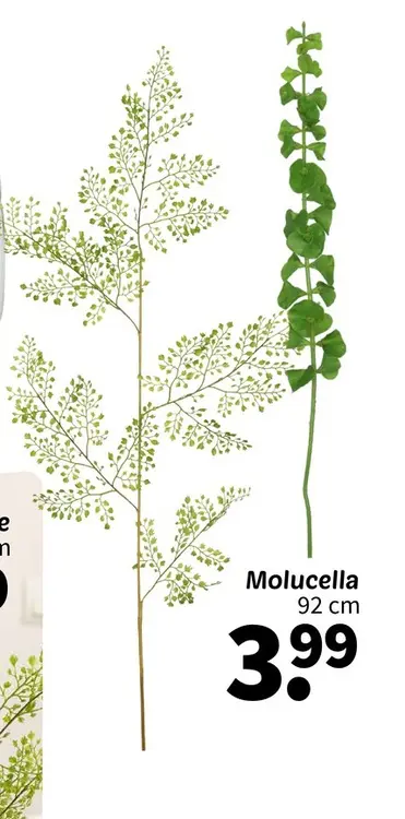 Offre: Moluccella