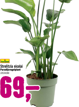 Aanbieding: FLORASELF Paradijsvogelplant Strelitzia nicolai potmaat Ø 27 cm H 130 cm