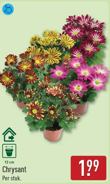 Aanbieding: Chrysant