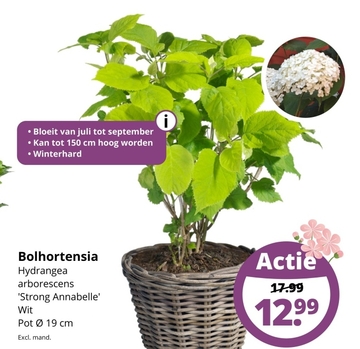 Aanbieding: Bolhortensia Hydrangea arborescens ' Strong Annabelle '