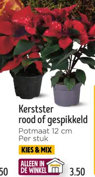 Aanbieding: Kerstster