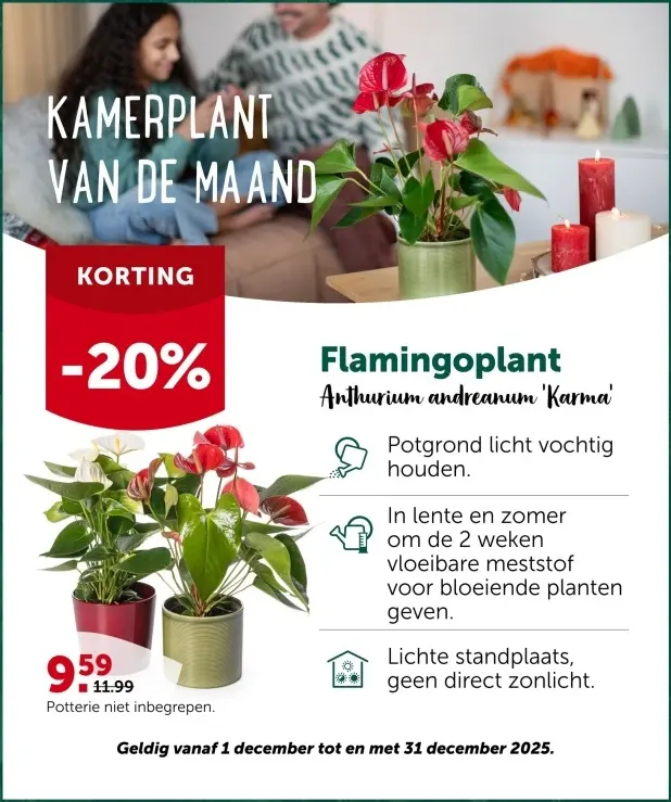 Aanbieding: Flamingoplant