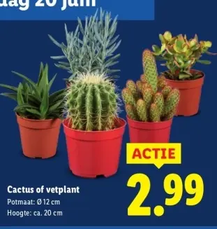 Aanbieding: Cactus of vetplant