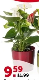 Offre: Anthurium