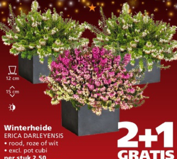 Aanbieding: Winterheide ERICA DARLEYENSIS