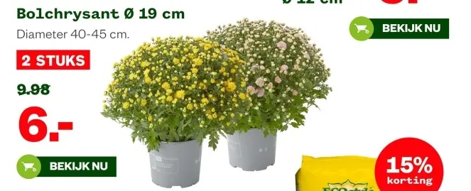 Aanbieding: Bolchrysant