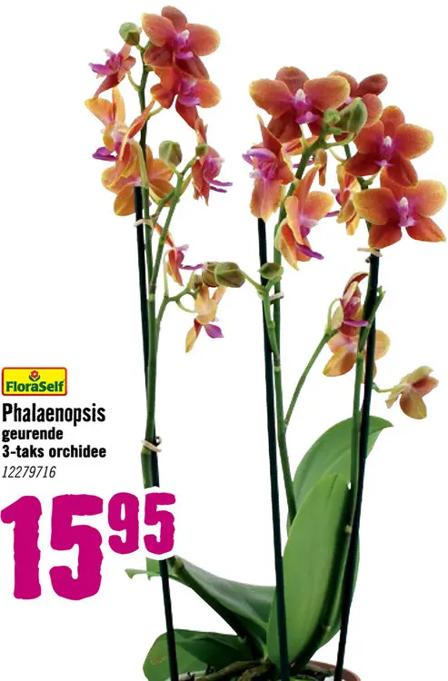 Aanbieding: Orchidee Phalaenopsis Geurend 3 Tak potmaat Ø 12 cm H 45 - 55 cm