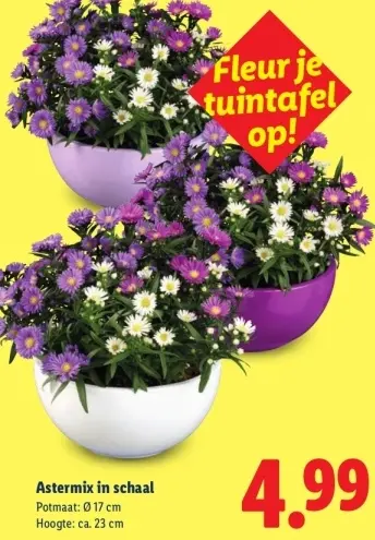 Aanbieding: Astermix in schaal