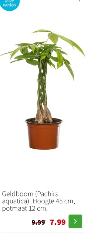 Aanbieding: Geldboom (Pachira aquatica)