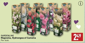 Aanbieding: Magnolia , Hydrangea of Camelia