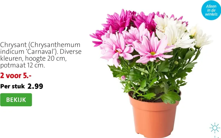 Aanbieding: Chrysant