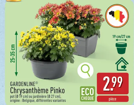 Offre: Chrysanthème Pinko