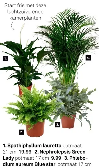 Aanbieding: Spathiphyllum lauretta, Nephrolepsis Green Lady of Phlebodium aureum Blue star