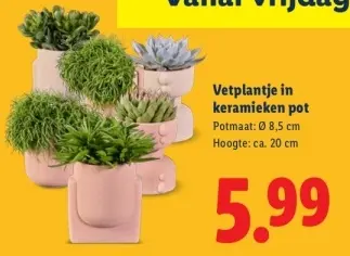 Aanbieding: Vetplantje in keramieken pot