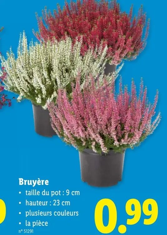 Offre: Bruyère
