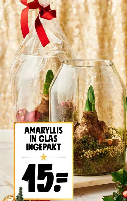 Promotie: Amaryllis in glas ingepakt