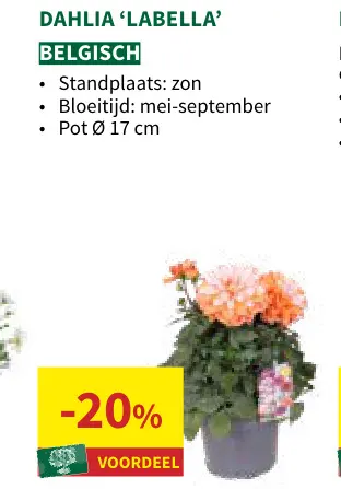 Promotie: Dahlia 'labella'