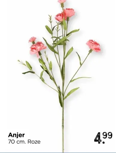 Aanbieding: Anjer