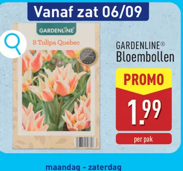 Aanbieding: 8 Tulipa Quebec