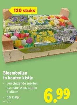 Aanbieding: Bloembollen in houten kistje