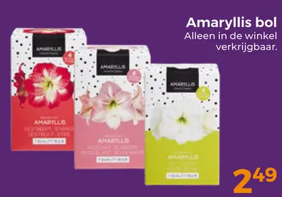 Aanbieding: Amaryllis bol