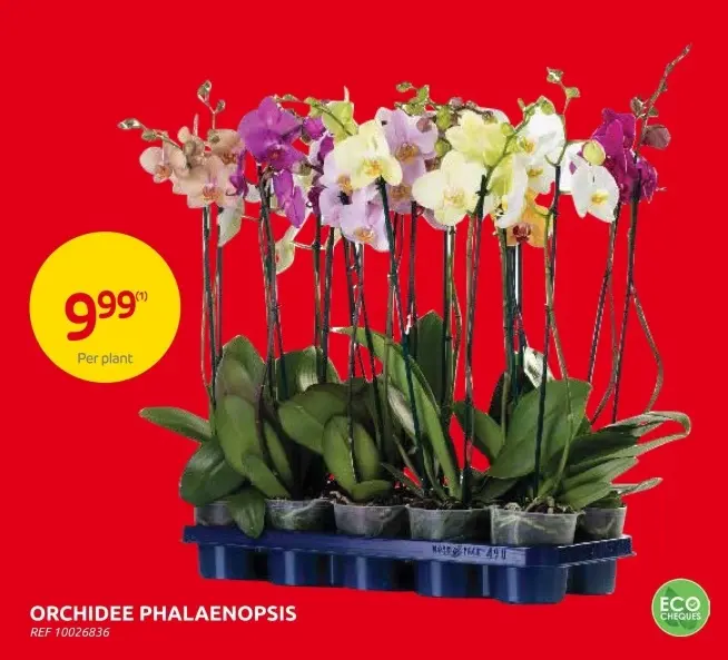 Promotie: Orchids