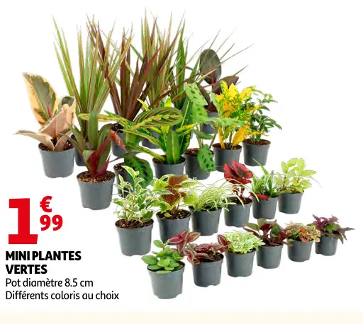Offre: Mini plantes vertes