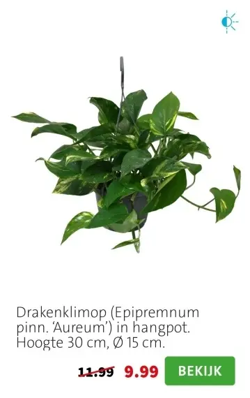 Aanbieding: Drakenklimop (Epipremnum pinn. 'Aureum') in hangpot