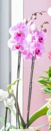 Aanbieding: Vlinderorchidee