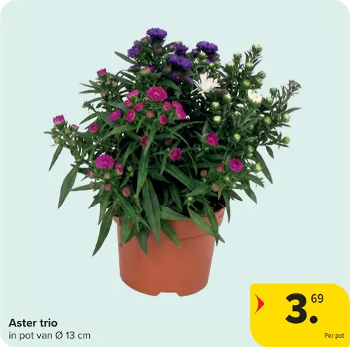Promotie: Aster trio