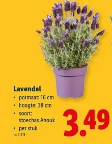 Promotie: Lavendel
