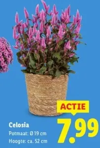 Aanbieding: Celosia