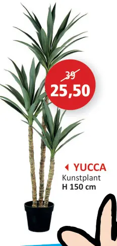 Promotie: Yucca