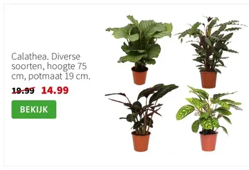 Aanbieding: Calathea. Diverse soorten