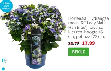 Aanbieding: Hortensia (Hydrangea macr. 'RC Lady Mata Hari