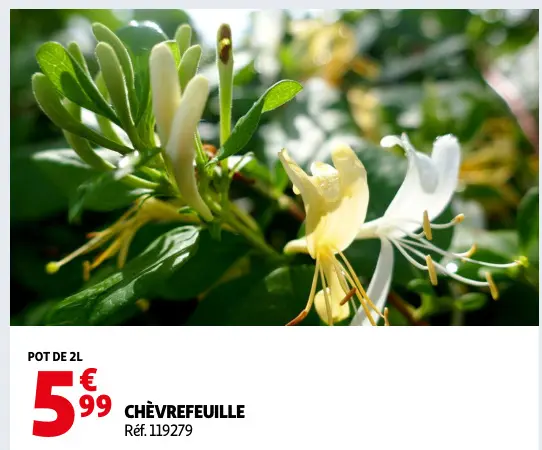 Promotie: Chèvrefeuille