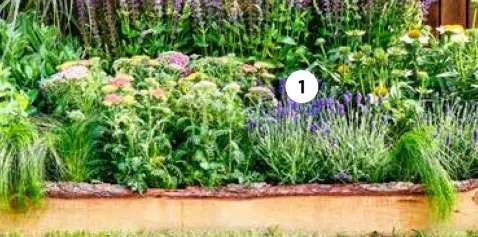 Aanbieding: Lavendel 'Hidcote'