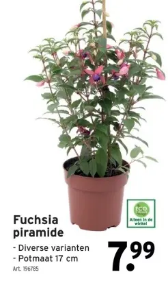 Promotie: Fuchsia piramide