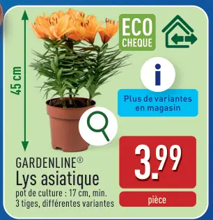 Offre: Lys asiatique