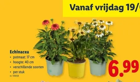 Promotie: Echinacea