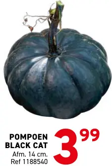 Promotie: Pompoen black cat