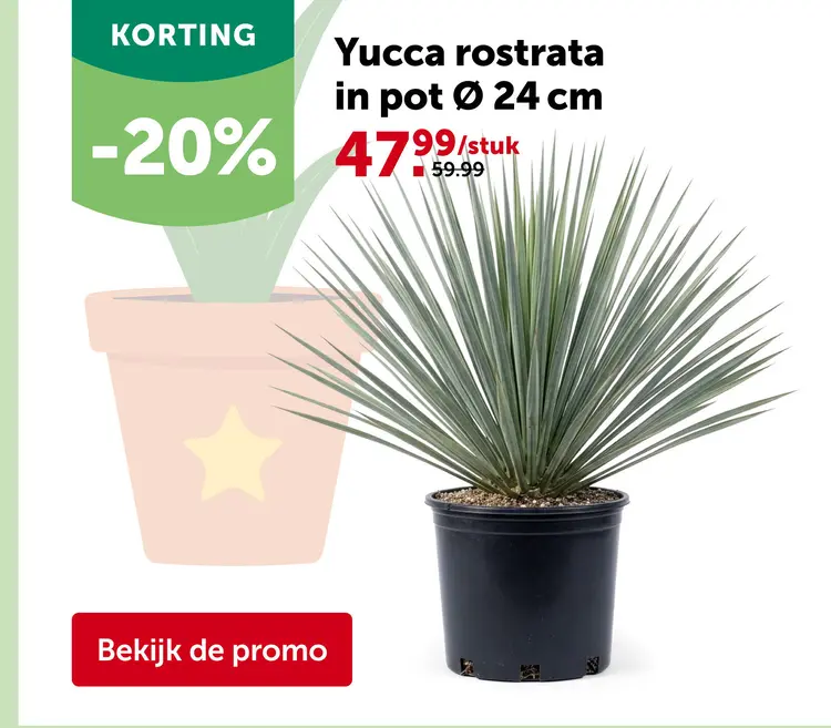 Promotie: Yucca rostrata