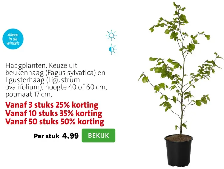 Aanbieding: Haagplanten