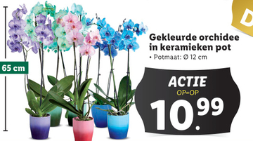 Aanbieding: Gekleurde orchidee in keramieken pot