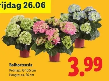 Aanbieding: Bolhortensia